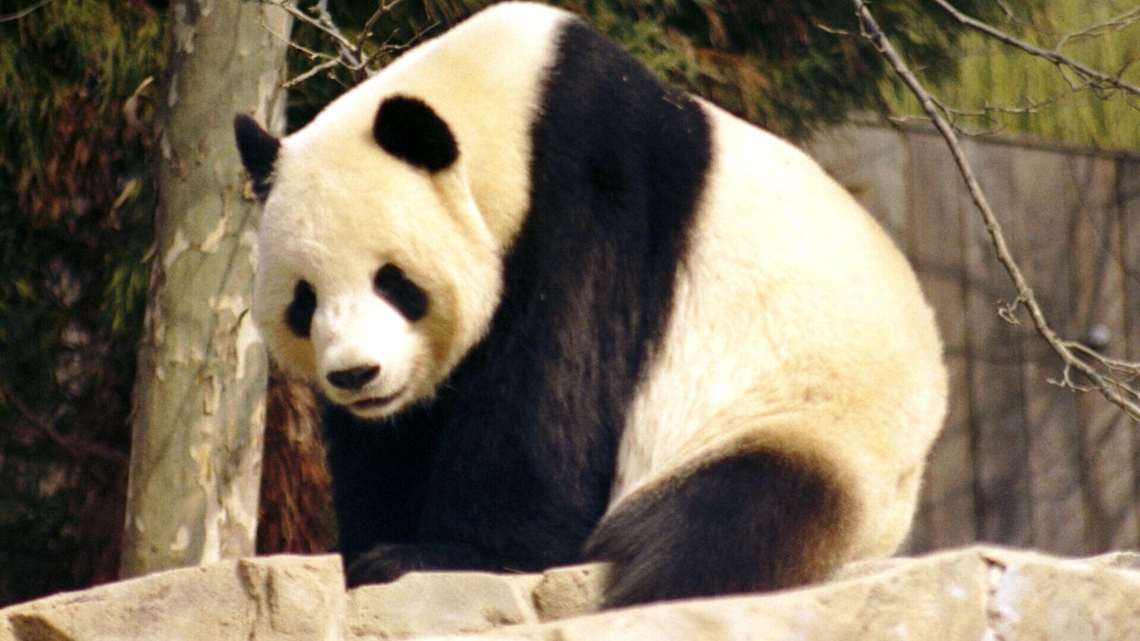 Panda gigante sentado entre bambúes, la especie emblema de Chengdu
