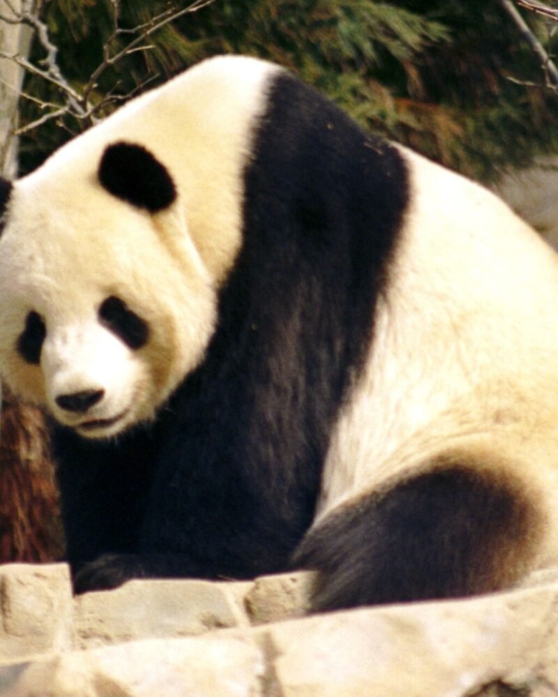 Panda gigante sentado entre bambúes, la especie emblema de Chengdu