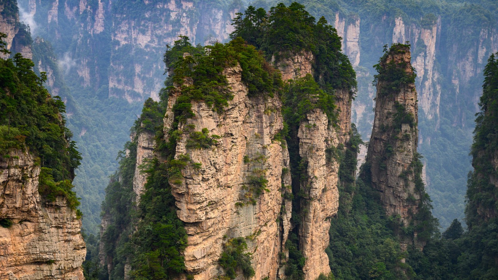 Pilares de arenisca cubiertos de vegetación en el parque forestal de Zhangjiajie